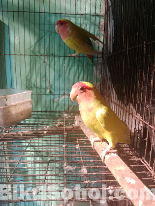 Love birds
